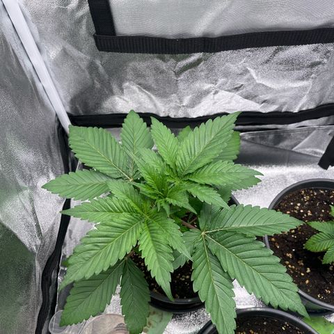 Nummer 1 growlog timeline photo