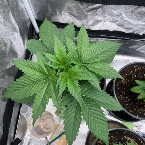 Nummer 1 growlog timeline photo