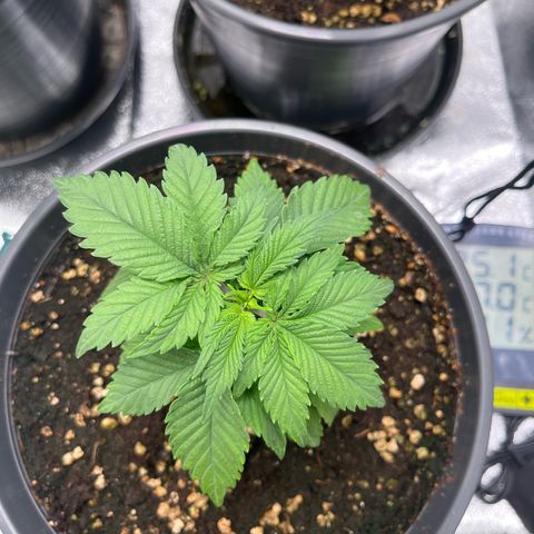 Nummer 4 growlog timeline photo