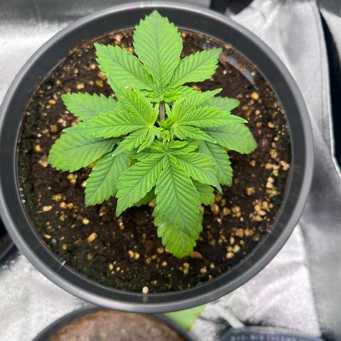 Nummer 2 growlog timeline photo