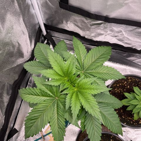 Nummer 1 growlog timeline photo