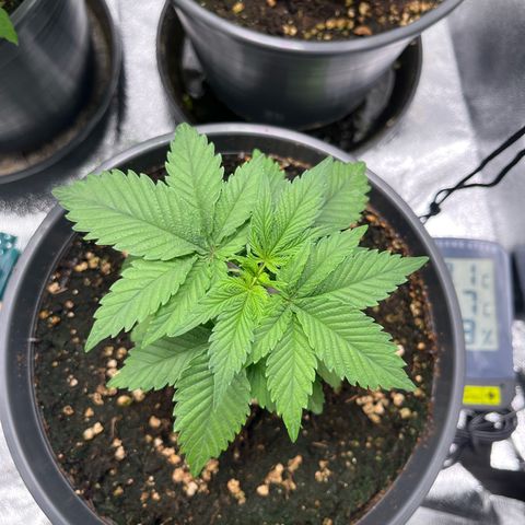 Nummer 4 growlog timeline photo