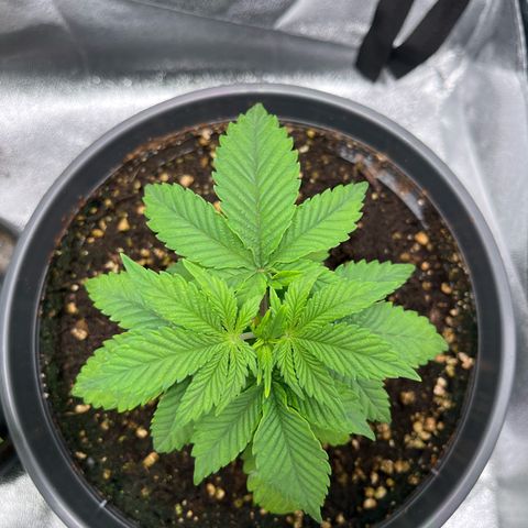 Nummer 2 growlog timeline photo