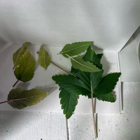 Nummer 4 growlog timeline photo