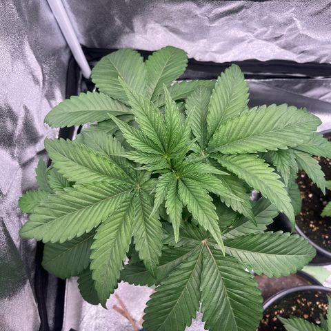 Nummer 1 growlog timeline photo