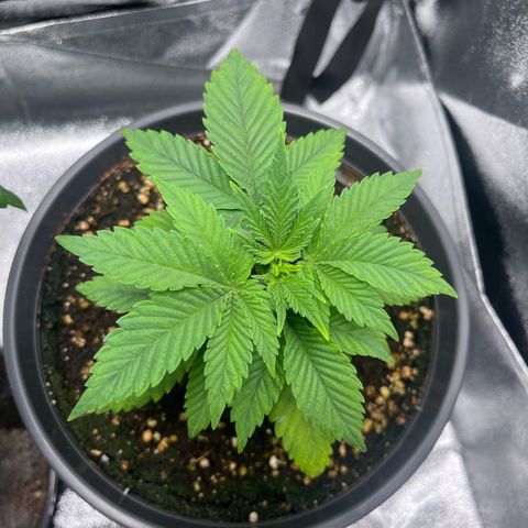 Nummer 2 growlog timeline photo