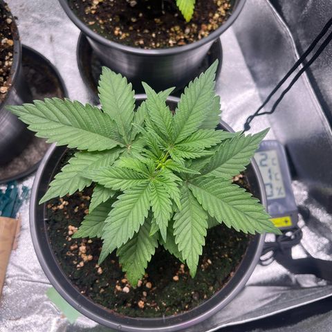 Nummer 4 growlog timeline photo