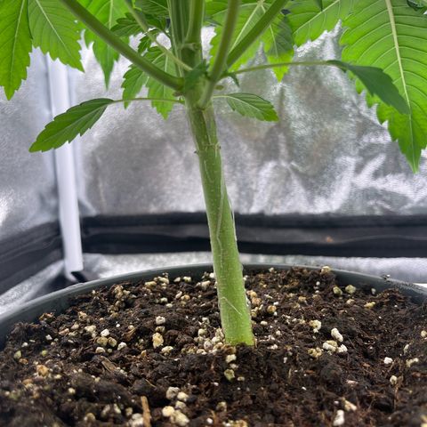 Nummer 1 growlog timeline photo