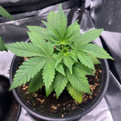 Nummer 2 growlog timeline photo