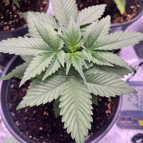 Nummer 4 growlog timeline photo