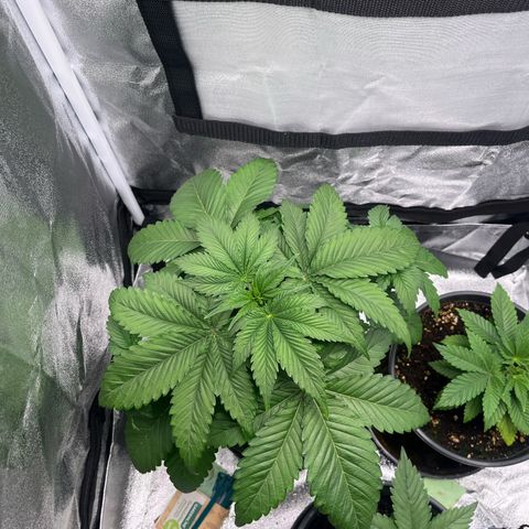 Nummer 1 growlog timeline photo