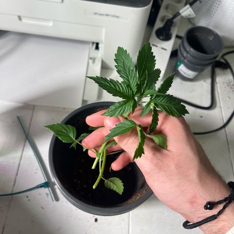 Nummer 1 growlog timeline photo