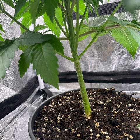 Nummer 1 growlog timeline photo