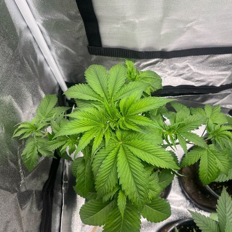 Nummer 1 growlog timeline photo