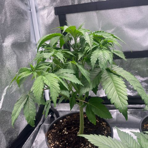 Nummer 1 growlog timeline photo