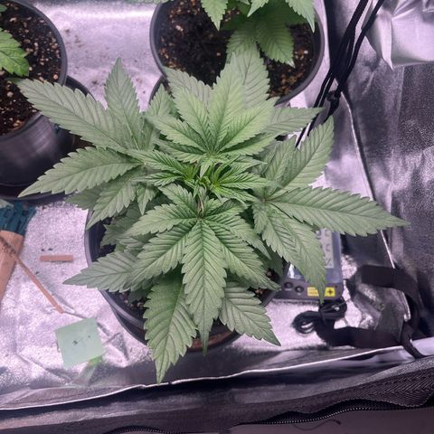 Nummer 4 growlog timeline photo