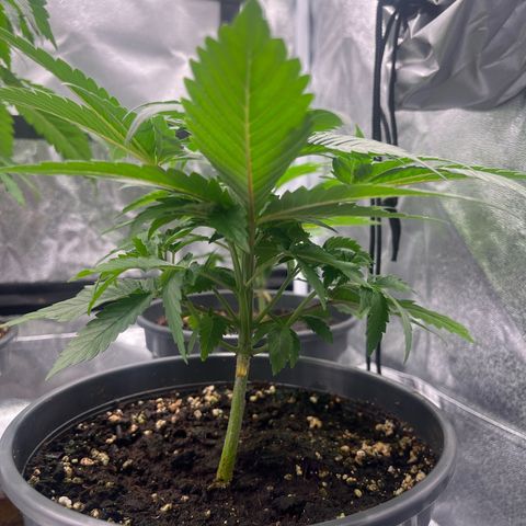 Nummer 4 growlog timeline photo