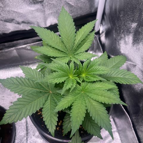 Nummer 2 growlog timeline photo