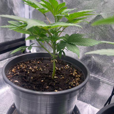 Nummer 2 growlog timeline photo
