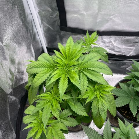 Nummer 1 growlog timeline photo