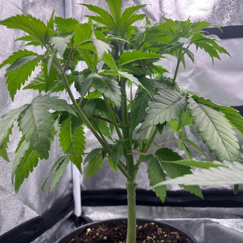Nummer 1 growlog timeline photo