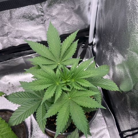 Nummer 2 growlog timeline photo