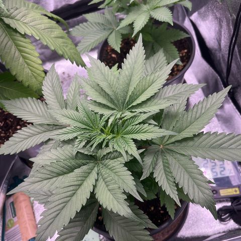 Nummer 4 growlog timeline photo