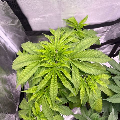 Nummer 1 growlog timeline photo
