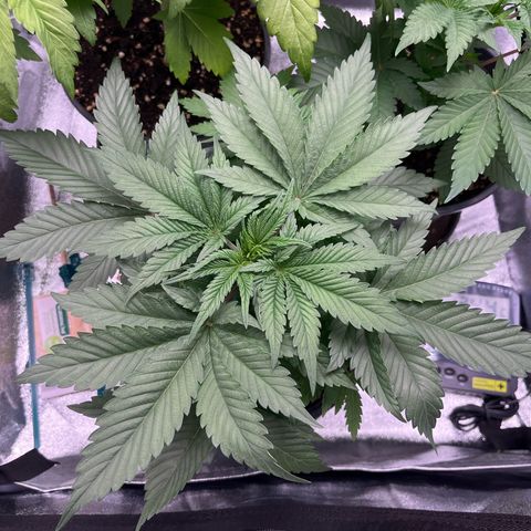 Nummer 4 growlog timeline photo