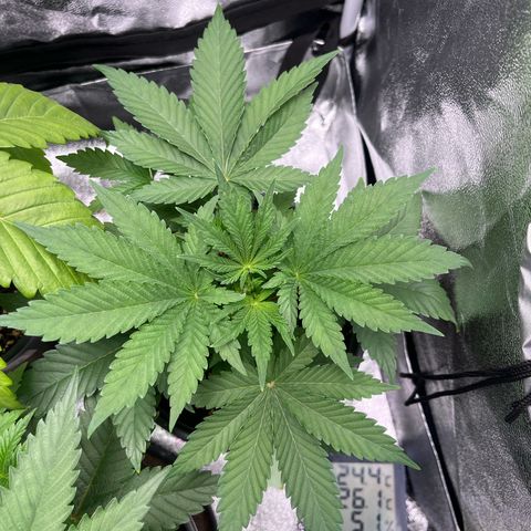 Nummer 2 growlog timeline photo