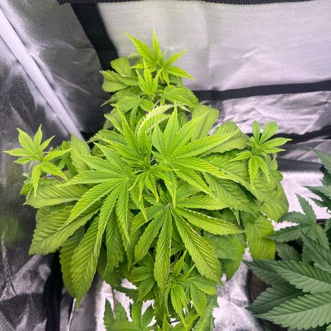 Nummer 1 growlog timeline photo