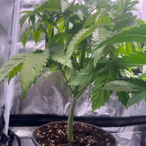 Nummer 1 growlog timeline photo