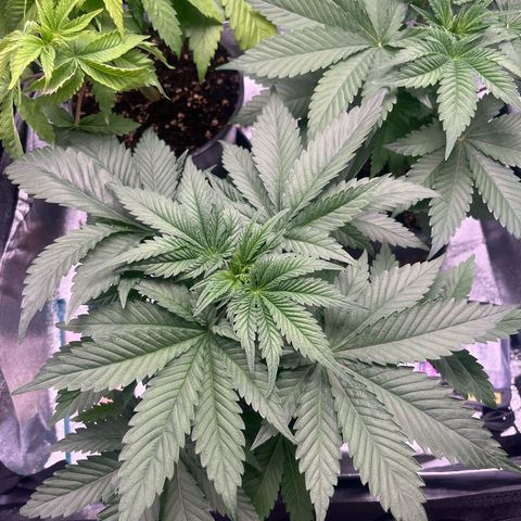 Nummer 4 growlog timeline photo
