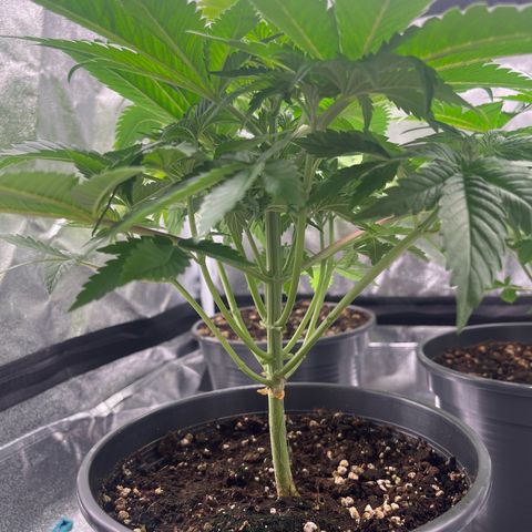 Nummer 4 growlog timeline photo
