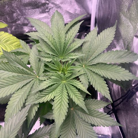 Nummer 2 growlog timeline photo