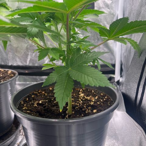 Nummer 2 growlog timeline photo