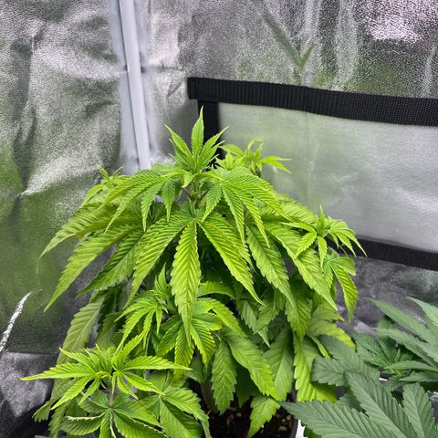 Nummer 1 growlog timeline photo