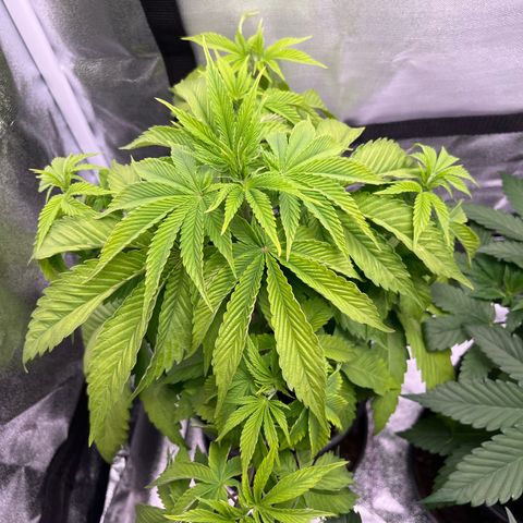 Nummer 1 growlog timeline photo
