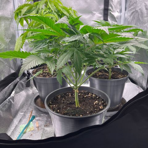 Nummer 4 growlog timeline photo