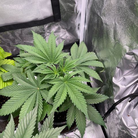 Nummer 2 growlog timeline photo