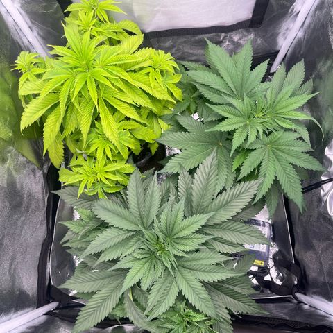 Nummer 4 growlog timeline photo