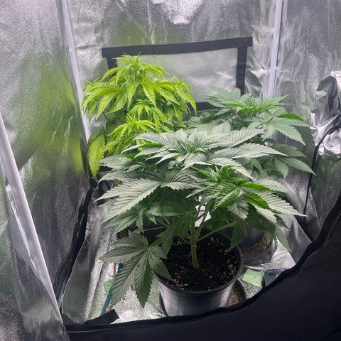 Nummer 4 growlog timeline photo