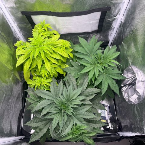 Nummer 4 growlog timeline photo