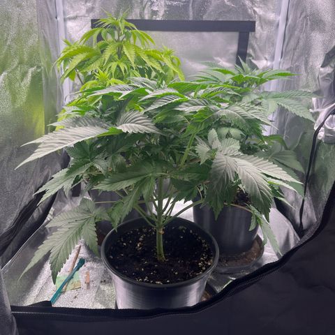 Nummer 4 growlog timeline photo