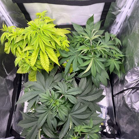Nummer 4 growlog timeline photo