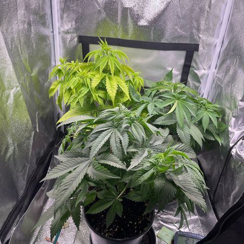 Nummer 4 growlog timeline photo