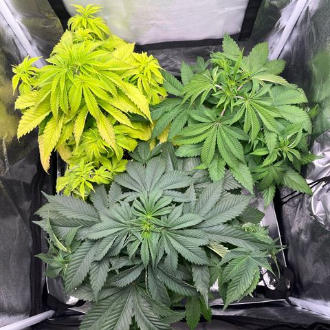Nummer 4 growlog timeline photo