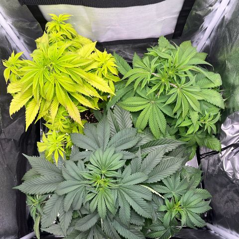 Nummer 4 growlog timeline photo