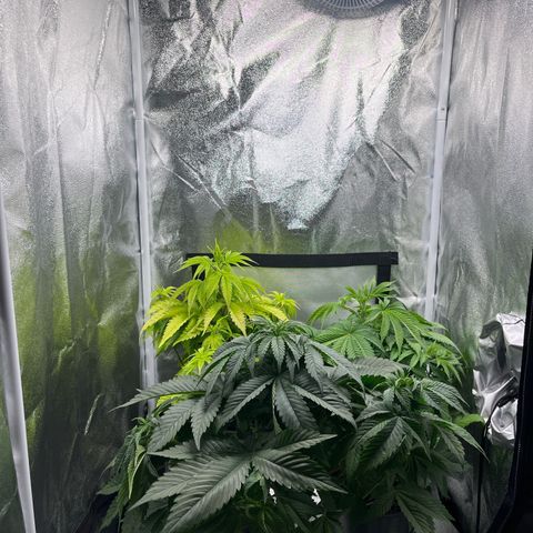 Nummer 4 growlog timeline photo