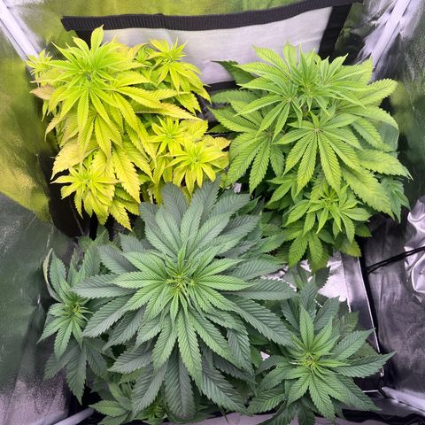 Nummer 4 growlog timeline photo